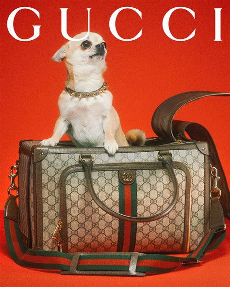 gucci dog print|new Gucci pet collection.